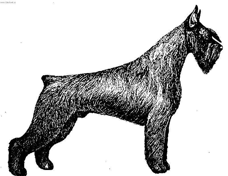 Foto: Knírač velký-Kresba