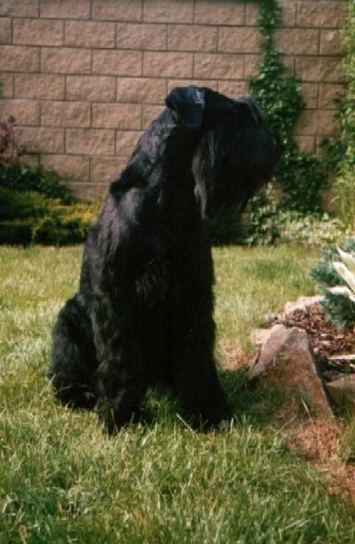 Foto: Knírač velký-Anonymní majitel: knirac@knirac.cz