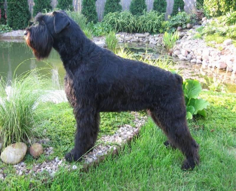 Foto: Knírač velký-Anonymní majitel: knirac@knirac.cz