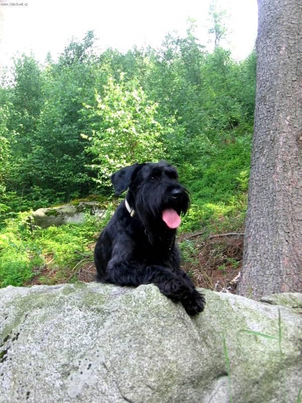 Foto: Knírač velký-Anonymní majitel: knirac@knirac.cz