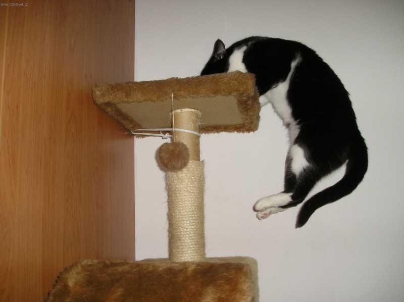 Foto: Kočka domácí-Kocour: Alf