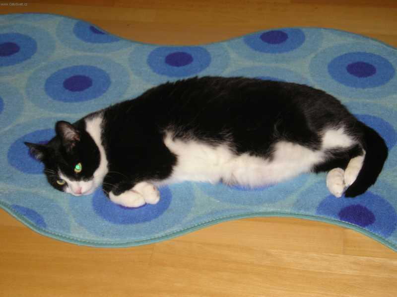 Foto: Kočka domácí-Kocour: Alf