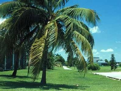 Foto: Kokosová palma, kokosovník