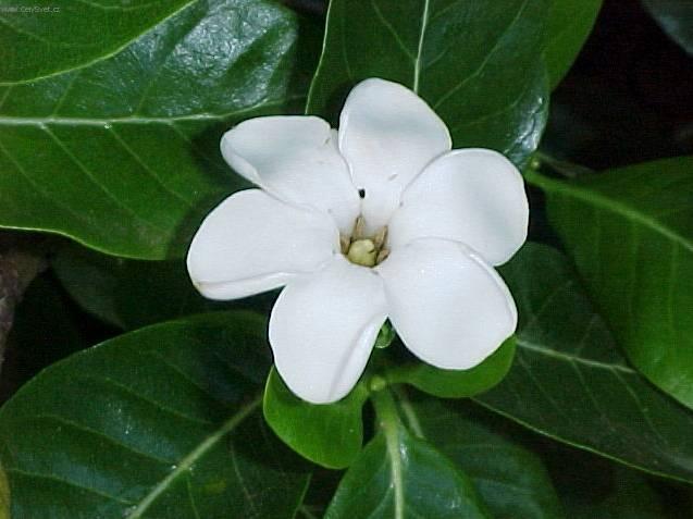 Foto: Kokosová palma, kokosovník