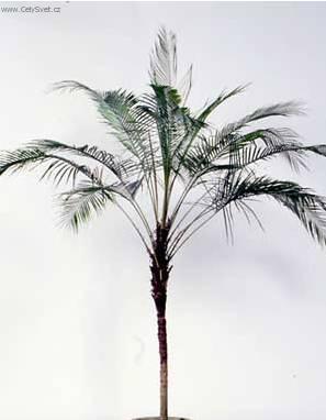 Foto: Kokosovec Weddelův