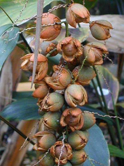 Foto: Kokosovec Weddelův