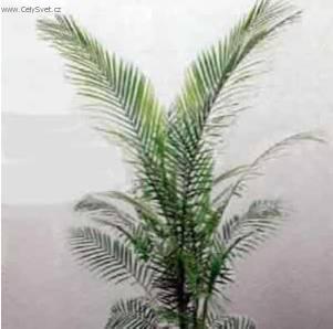 Foto: Kokosovec Weddelův