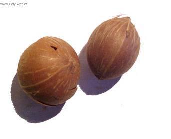 Foto: Kokosovec Weddelův