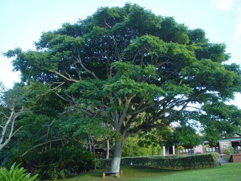 Foto: Kolumbie-Bello Arbol