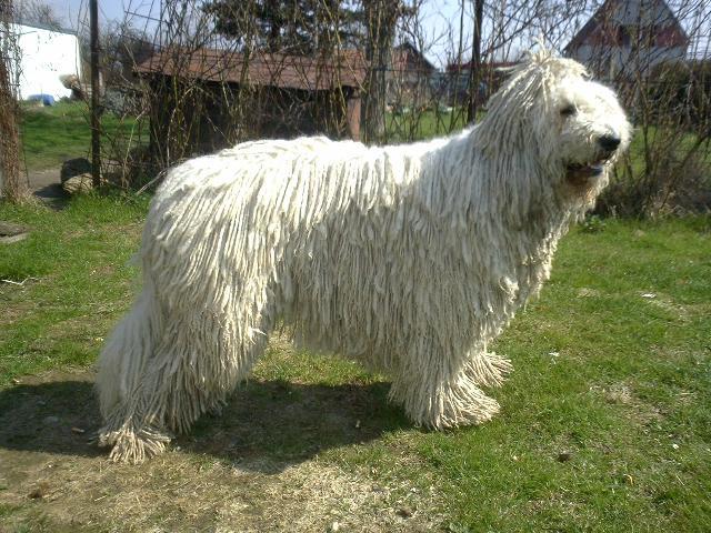 Foto: Komondor-Komondor. Majitel: kralovstvi.canny@seznam.cz