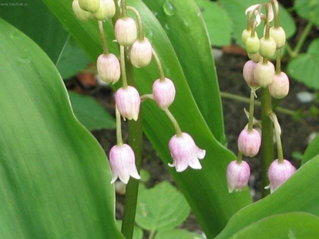 Foto: Konvalinka vonná