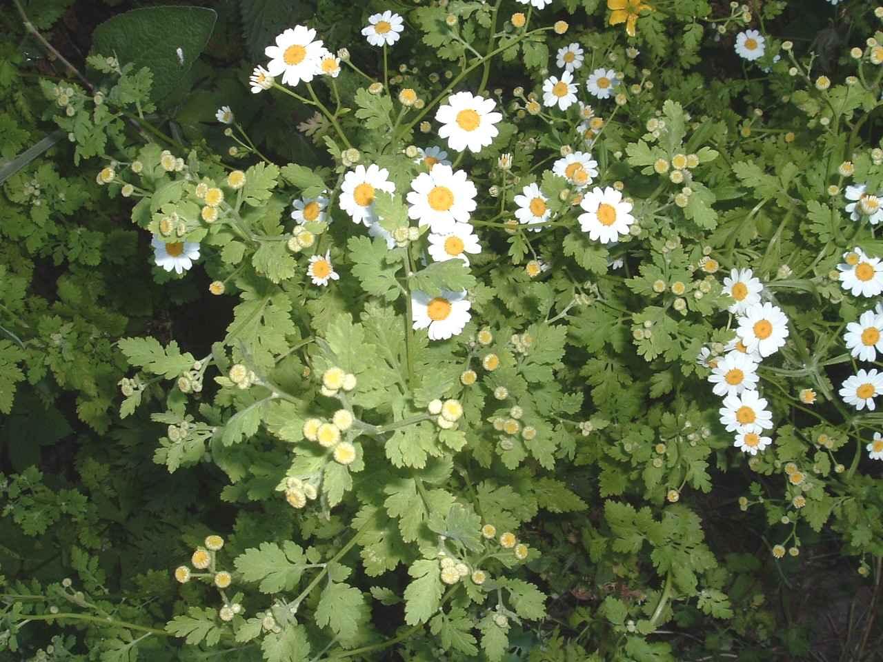 Foto: Kopretina Řimbaba