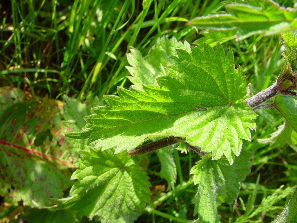 Foto: Kopřiva Dvoudomá