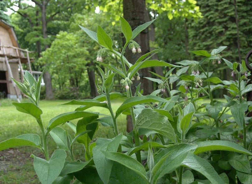 Foto: Kostival Lékařský