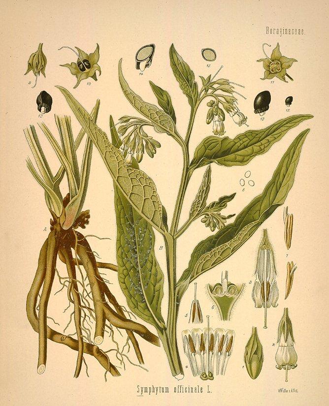 Foto: Kostival Lékařský