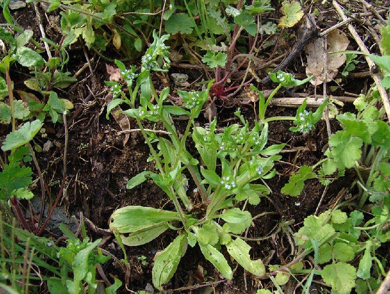 Foto: Kozlíček polní, Polníček