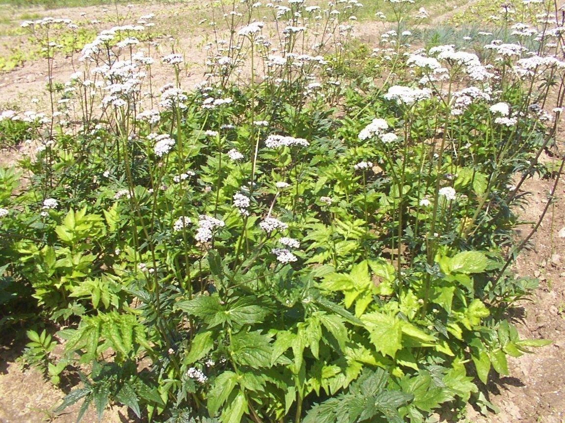 Foto: Kozlík Lékařský