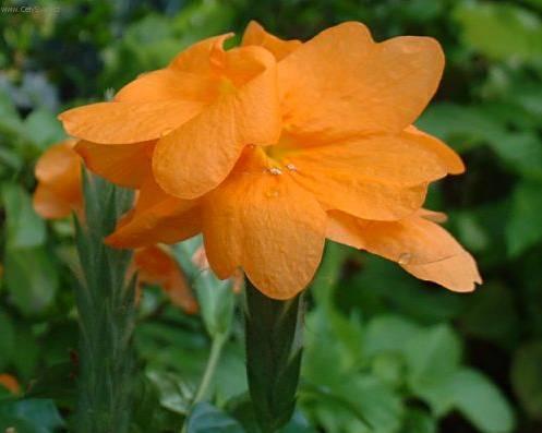 Foto: Krosandra, třepenitka