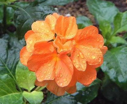 Foto: Krosandra, třepenitka