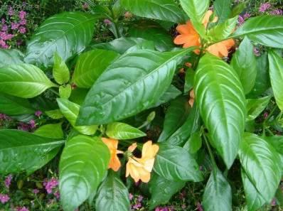 Foto: Krosandra, třepenitka