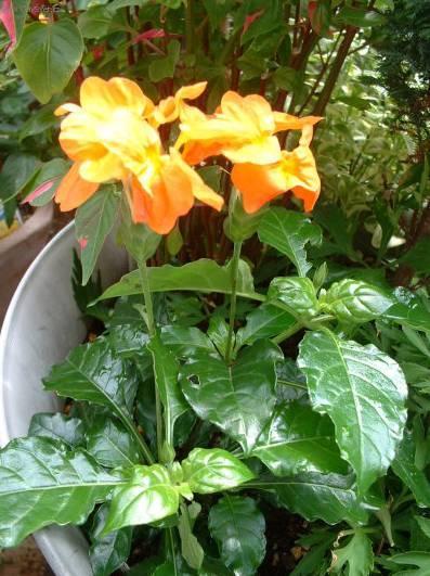 Foto: Krosandra, třepenitka