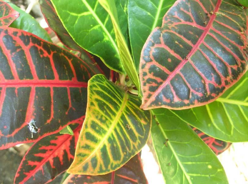 Foto: Kroton, obojan