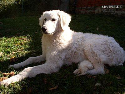 Foto: Kuvasz-Gacsaj-Pesta Luca, velmi slibná mladá fena, Český Junior Champion, mnohokrát BOB, CACIB, Klubový vítěz. Majitel David Starý a Michel Foster