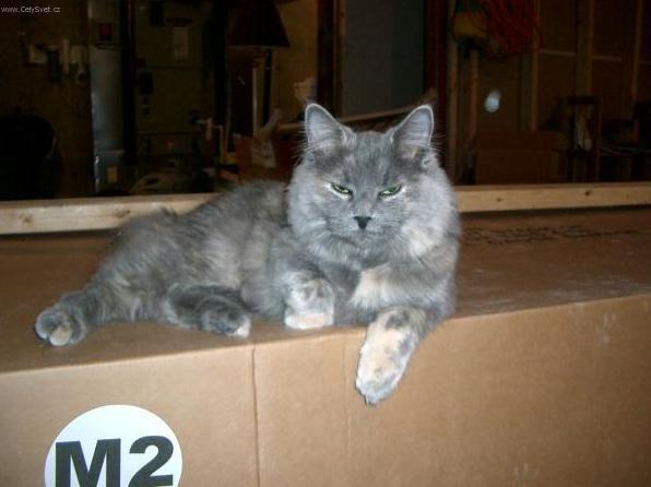 Foto: Kymerská kočka
