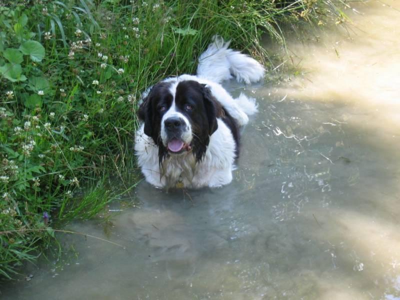 Foto: Landseer-Bonnie (6,5 letá fena). Majitel: Kruk