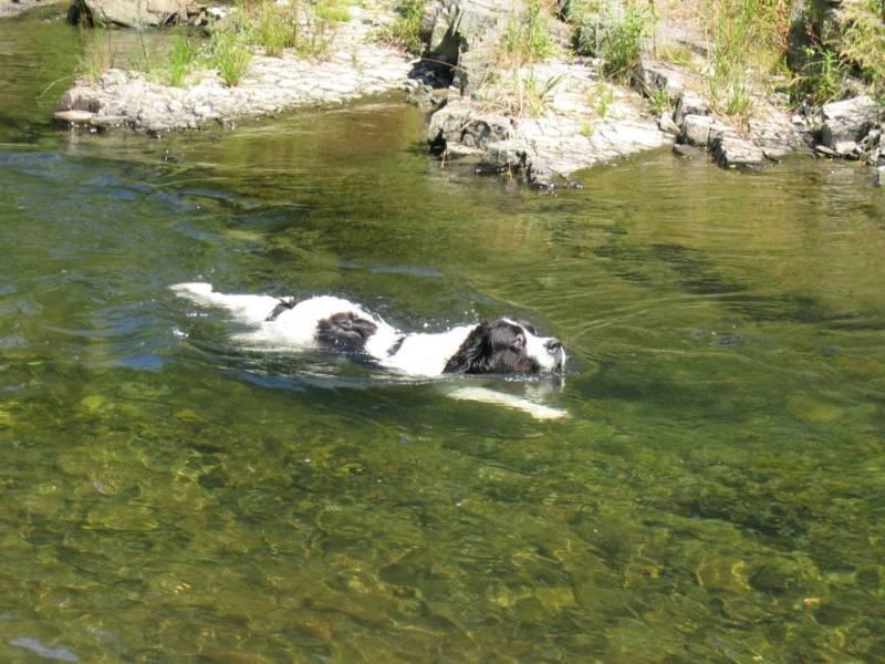 Foto: Landseer-Bonnie (6,5 letá fena). Majitel: Kruk