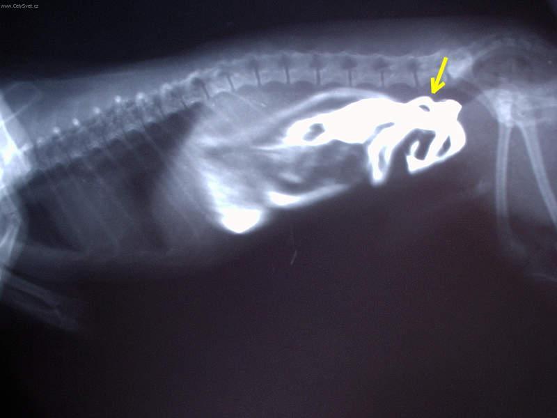 Foto: Léčba interních onemocnění