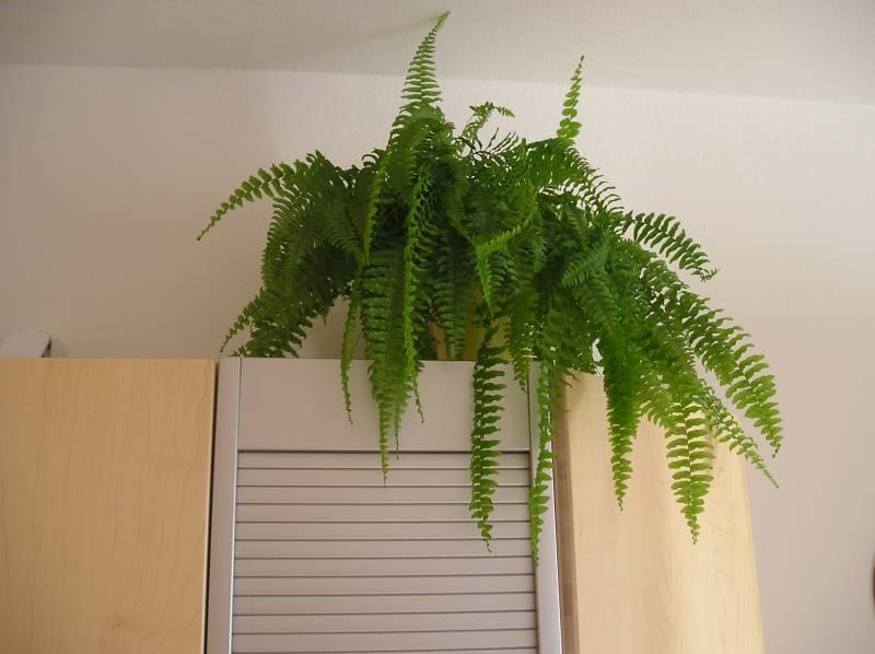 Foto: Ledviník ztepilý