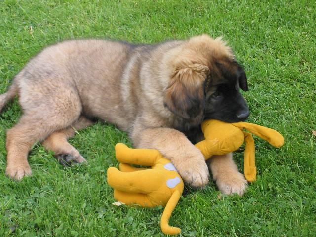 Foto: Leonberger-Galaxy Oss. Majitelka: Martina Mrázová