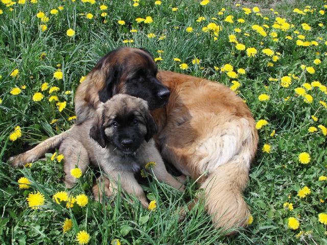 Foto: Leonberger-Galaxy Oss. Majitelka: Martina Mrázová