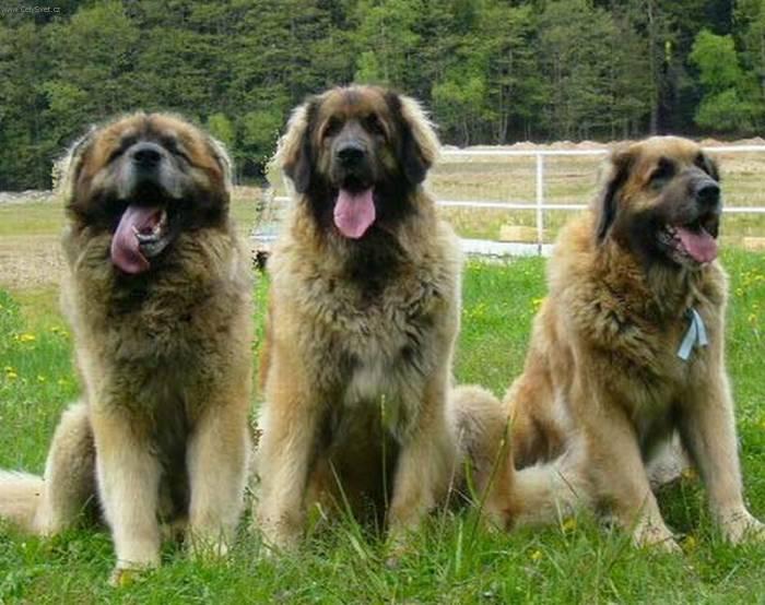 Foto: Leonberger-Majitelka: Ivana Nováková. Ch. st. Sedmidomky.