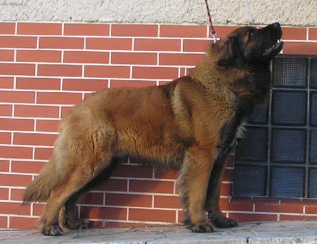 Foto: Leonberger-Slavomir (tel.004210907181991)