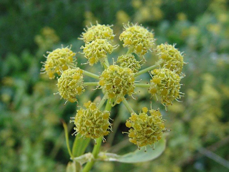 Foto: Libeček lékařský