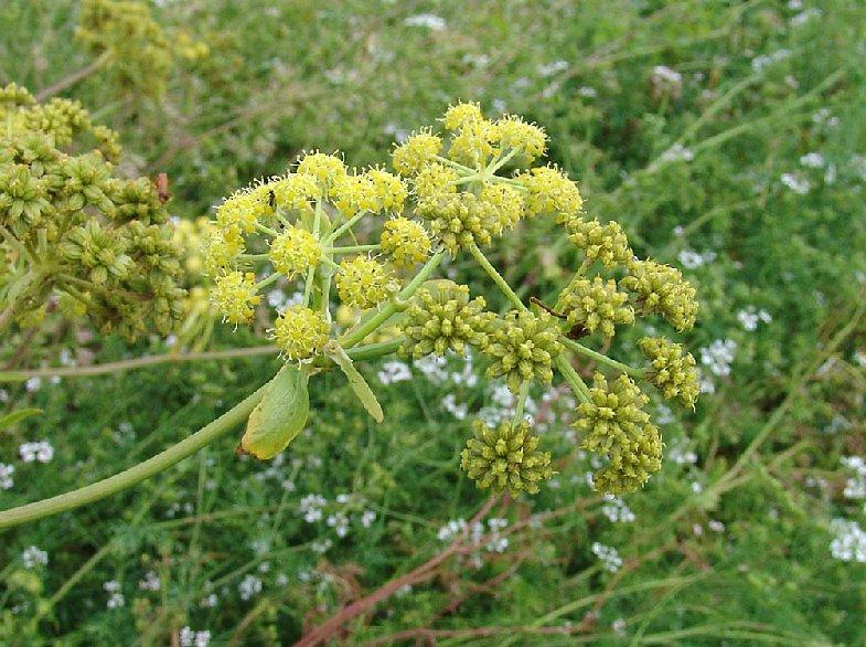 Foto: Libeček lékařský