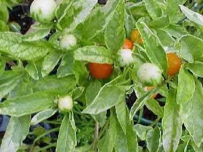 Foto: Lilek ozdobný