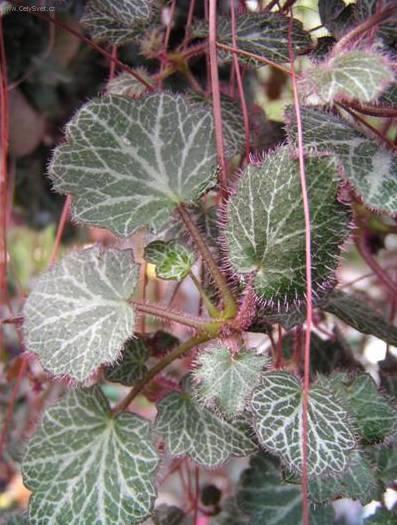 Foto: Lomikámen výběžkatý