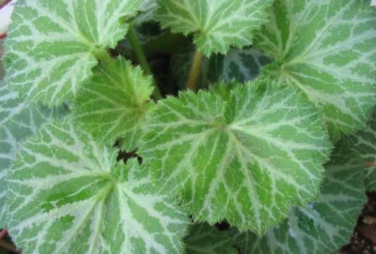 Foto: Lomikámen výběžkatý