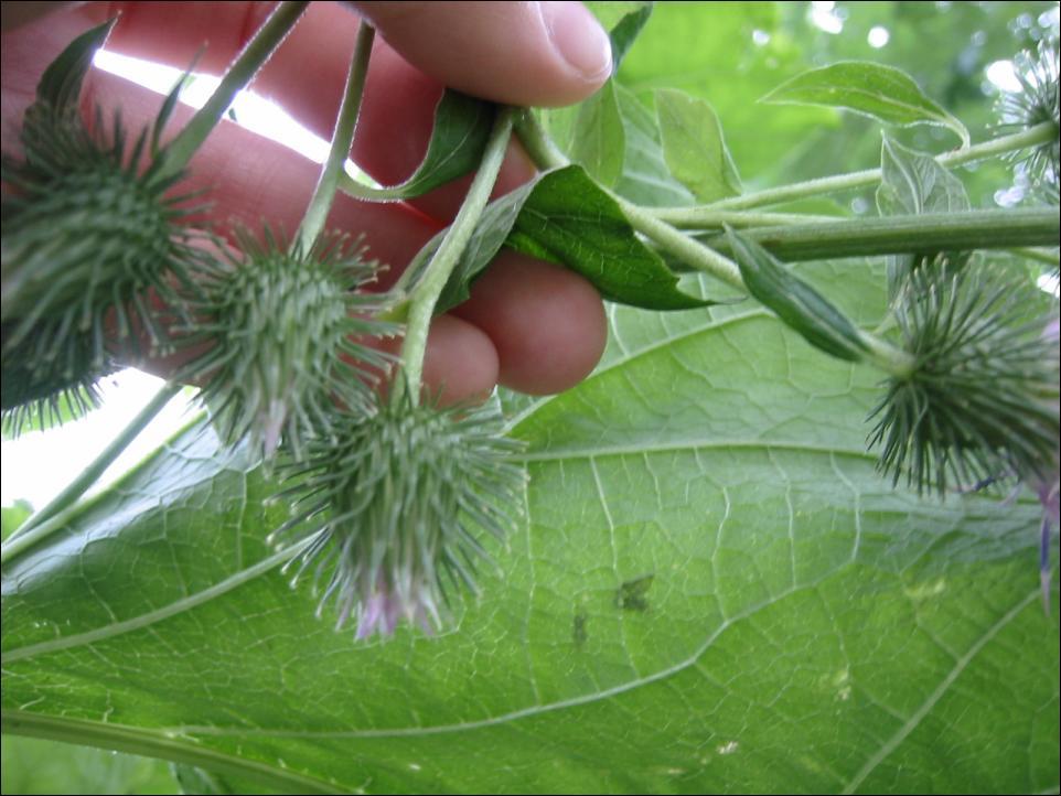 Foto: Lopuch Větší