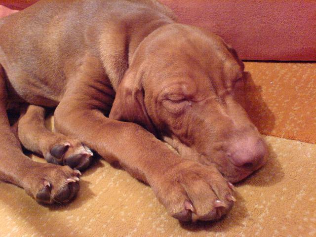 Foto: Maďarský ohař krátkosrstý-Naše zlatíčko. Majitelka: Klára