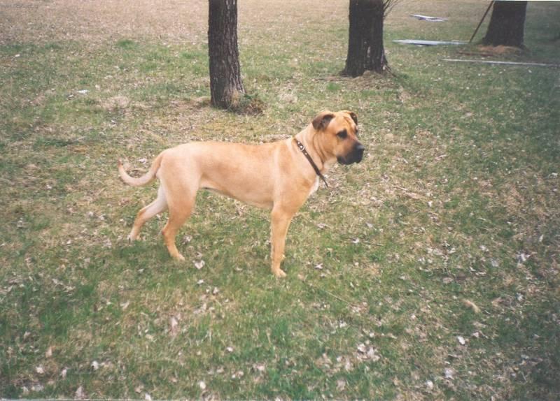 Fotky: Malorsk doga (foto, obrazky)