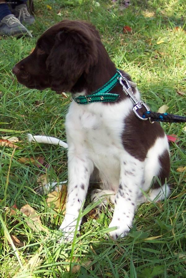 Foto: Malý münsterlandský ohař-Štěně Catty (Jeny z Grygovského boří). Chovatel: Michal Marek