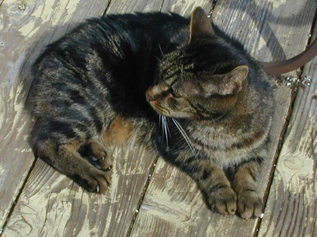 Foto: Manská kočka