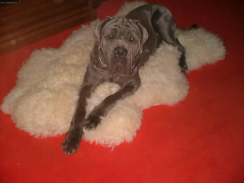 Foto: Neapolský mastin-Pes Princ. Chovatelka: Renata