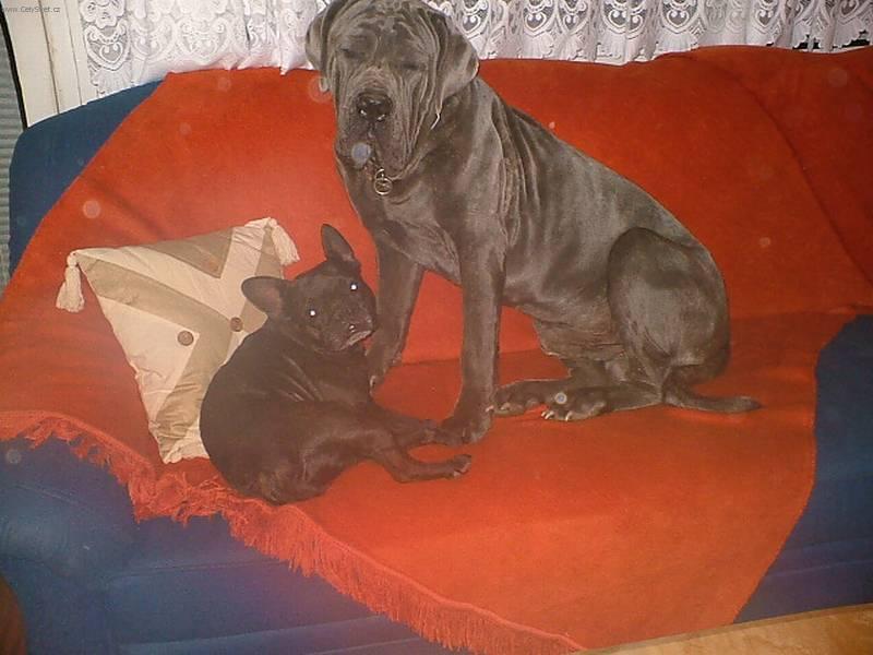 Foto: Neapolský mastin-Pes Princ. Chovatelka: Renata