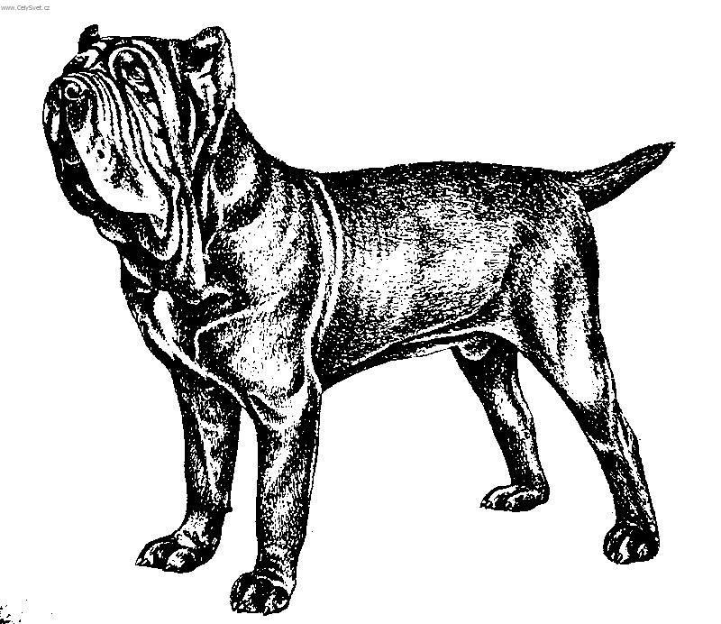 Foto: Neapolský mastin-Kresba