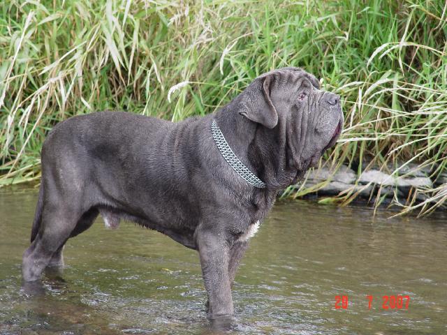 Fotky: Neapolsk mastin (foto, obrazky)